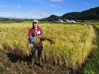 地域おこし協力隊の稲刈り風景画像